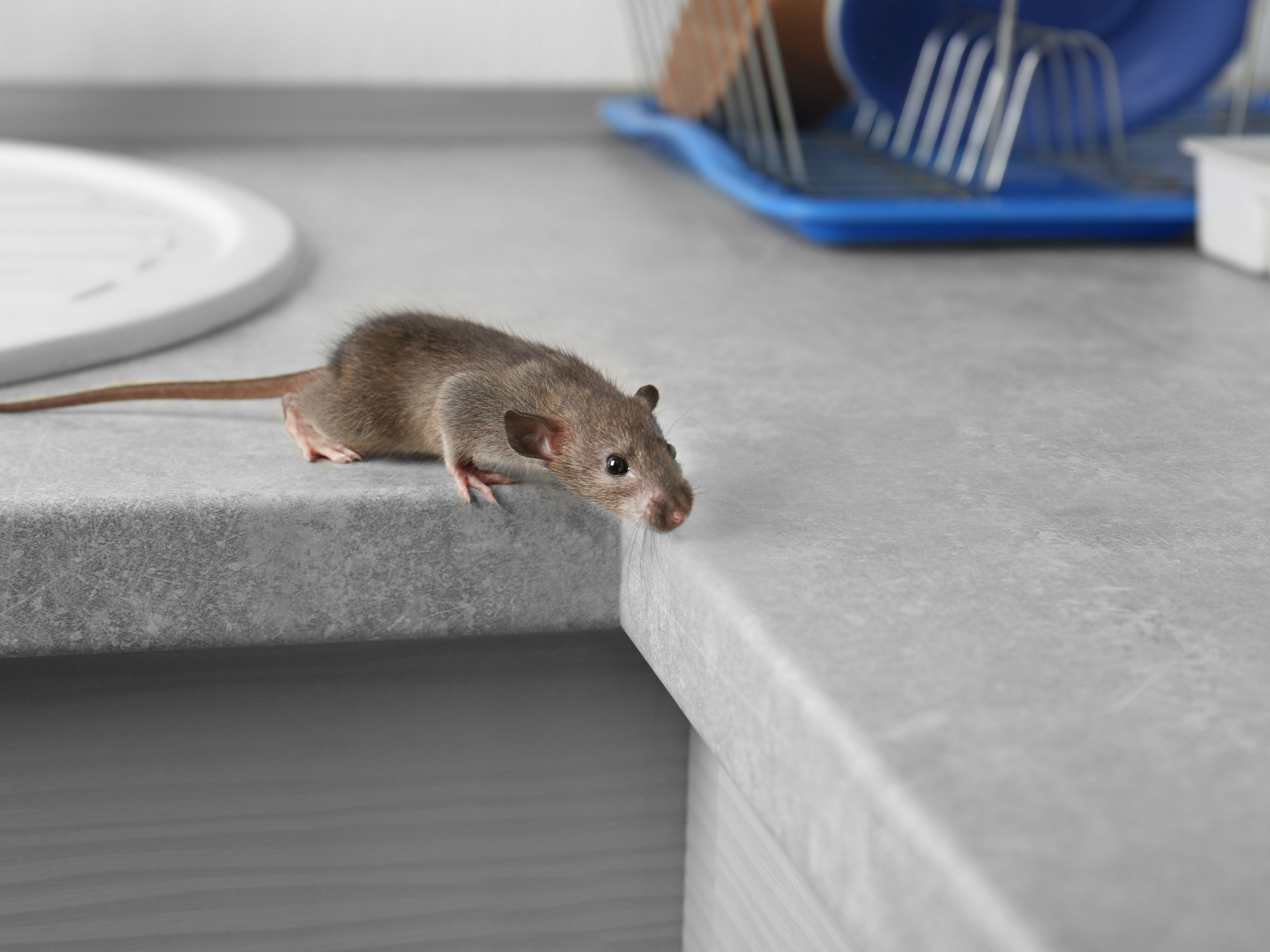 Mouse indoors — tamper-resistant baiting keeps homes protected