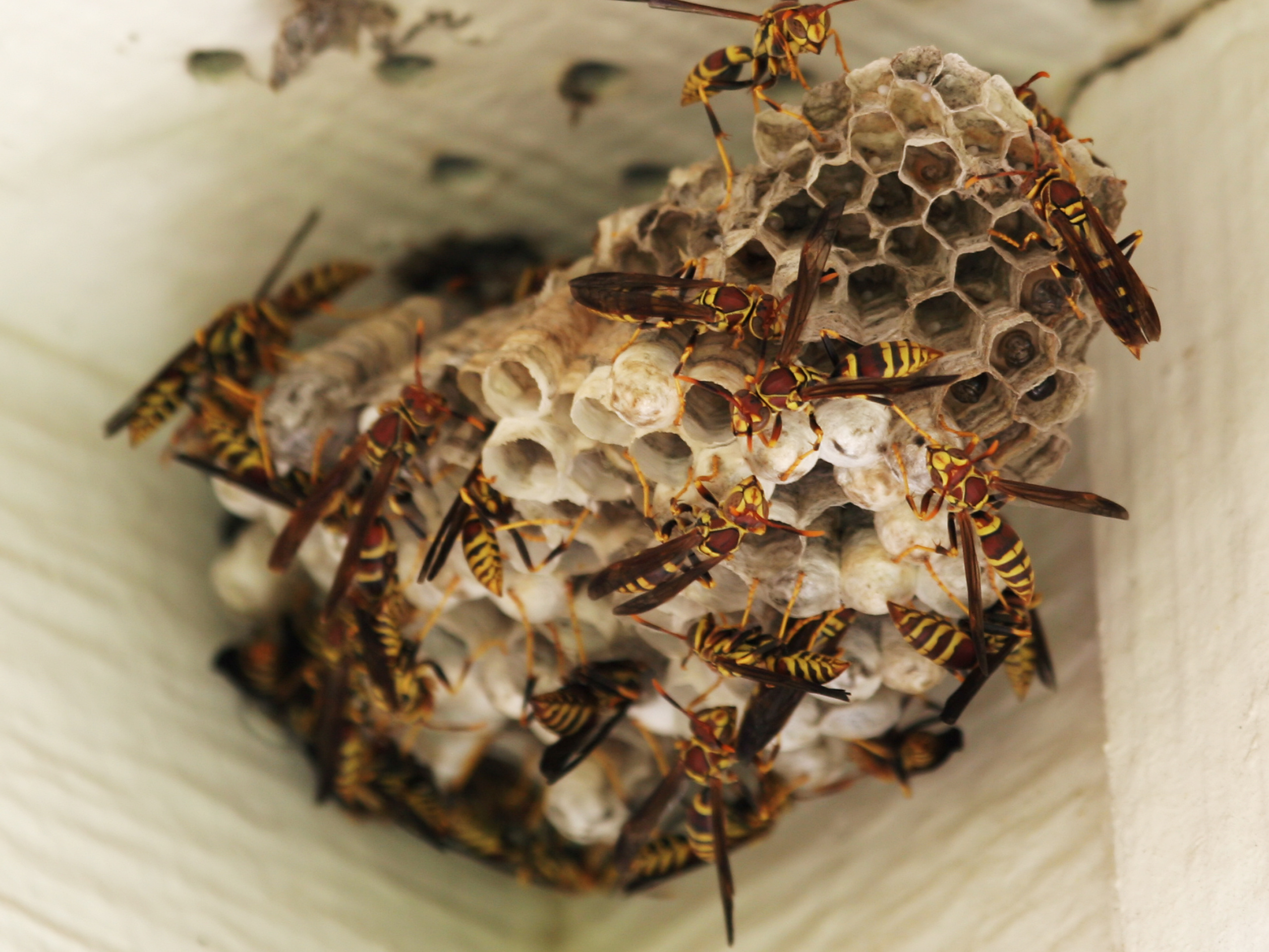 Wasp nest removed by Bug Off wasp and hornet suppression