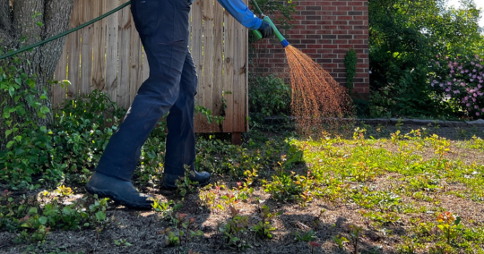 Licensed Fantastic Lawn technician spray treating a lawn area beside a wooden fence in Oklahoma City