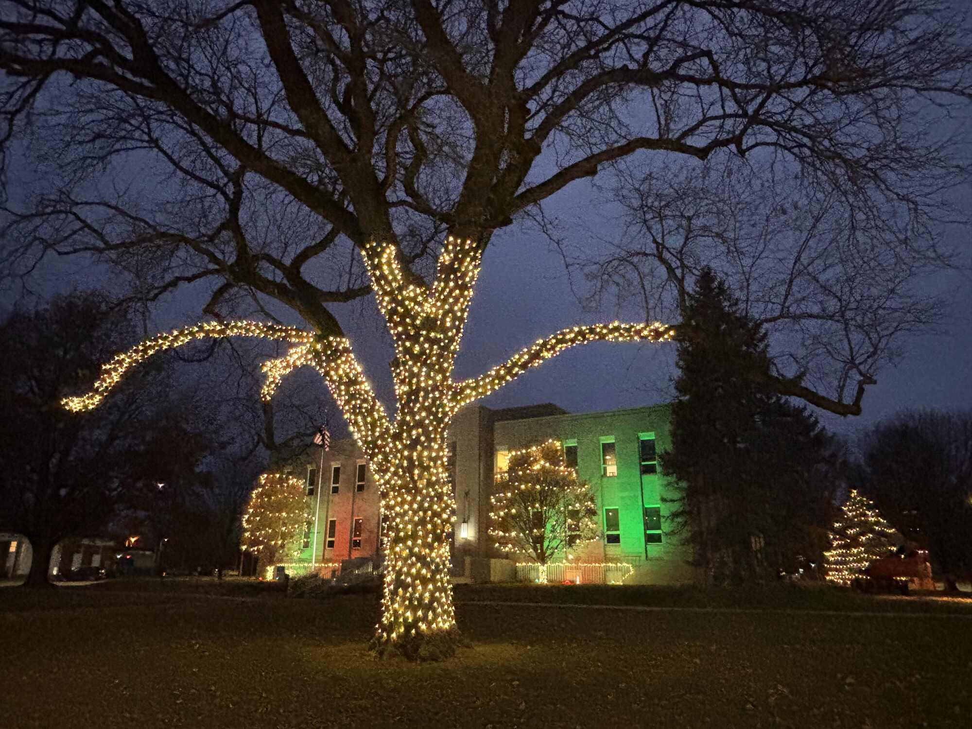 A large bare tree wrapped from trunk to branch tips in warm white lights in front of a brick civic building washed in green and red light, with a lit evergreen to the right, photographed at dusk
