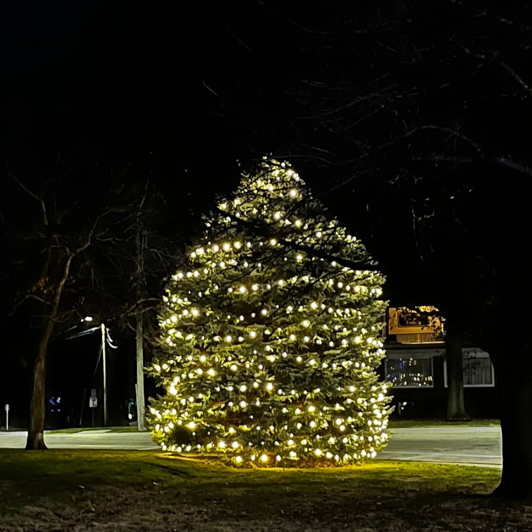 The same blue spruce after dark, wrapped from top to ground in warm white bulbs beside a quiet street, with a lit storefront behind it