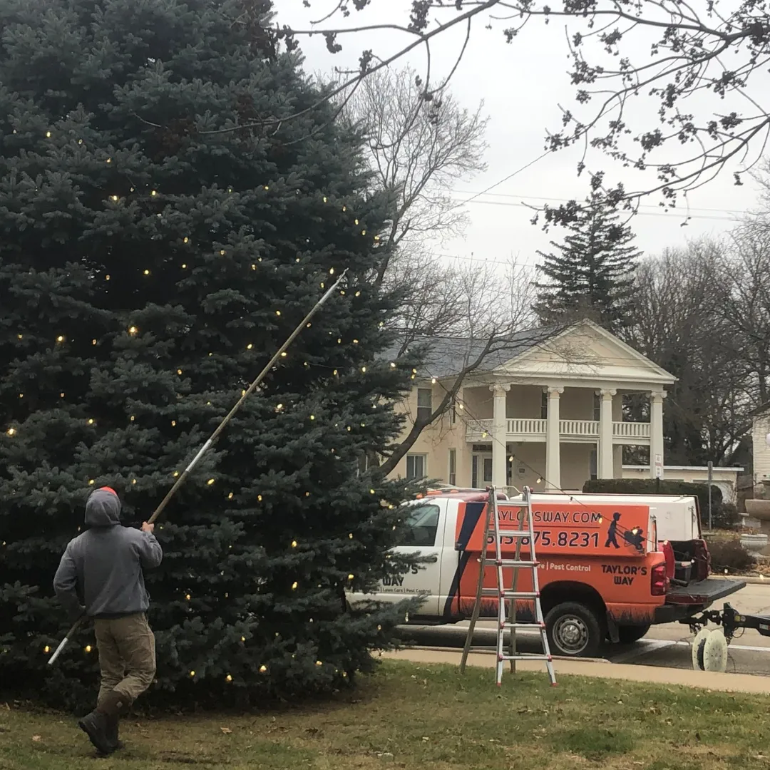 A Lit Up Taylor's Way crew member using a long extension pole to place warm white bulbs high in a large blue spruce, with the branded Taylor's Way truck and an extension ladder behind him
