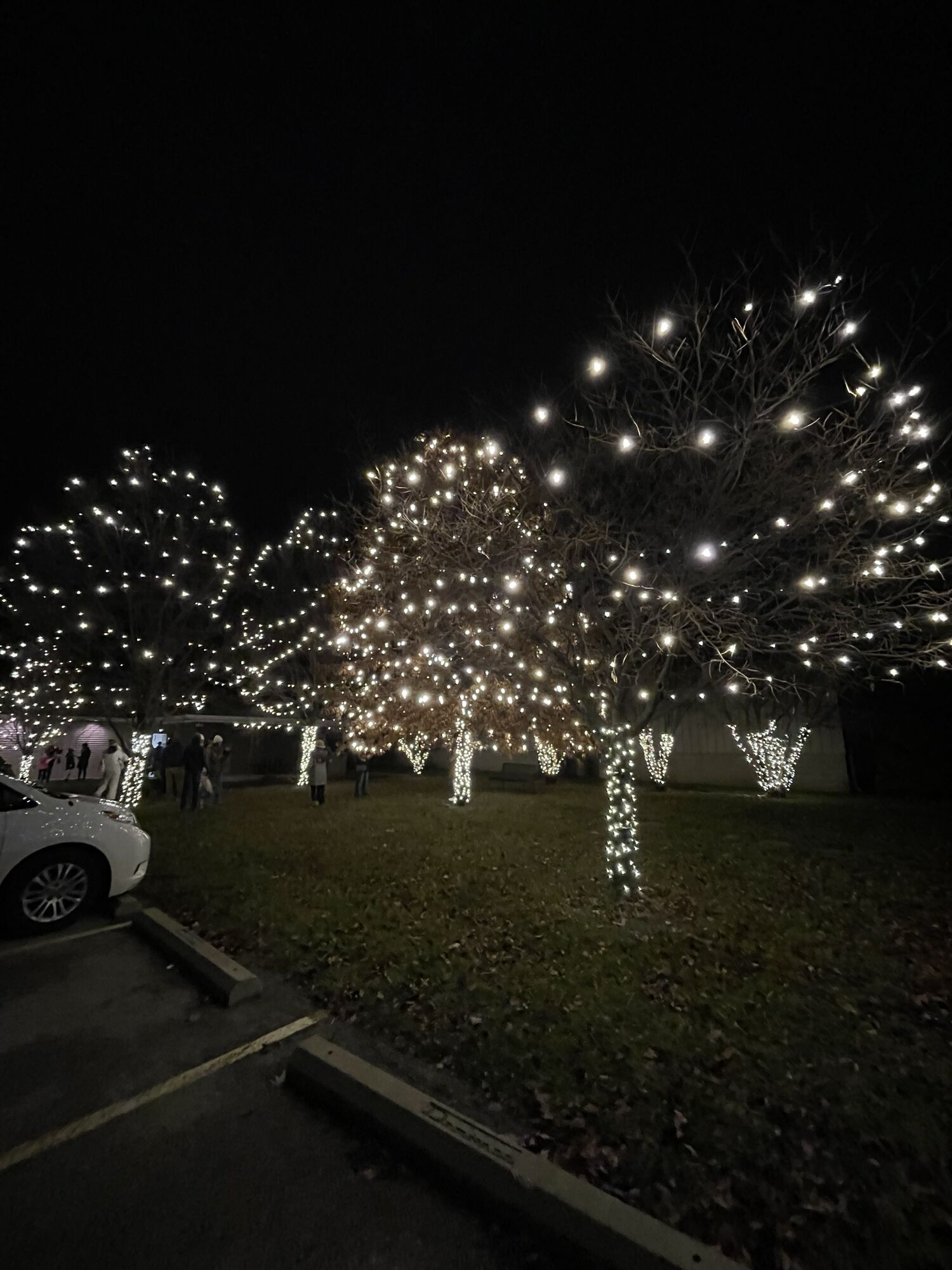 A grove of bare trees at night with every trunk and branch wrapped in warm white lights, with people walking beneath them in the background