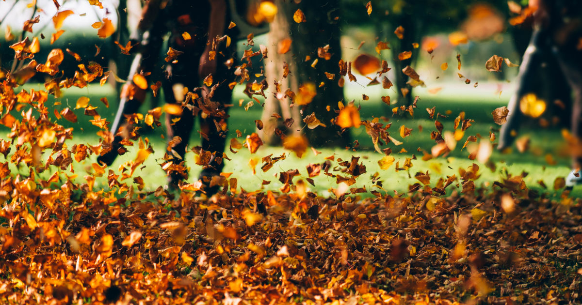 Fallen leaves blown into the air during a Roper leaf cleanup