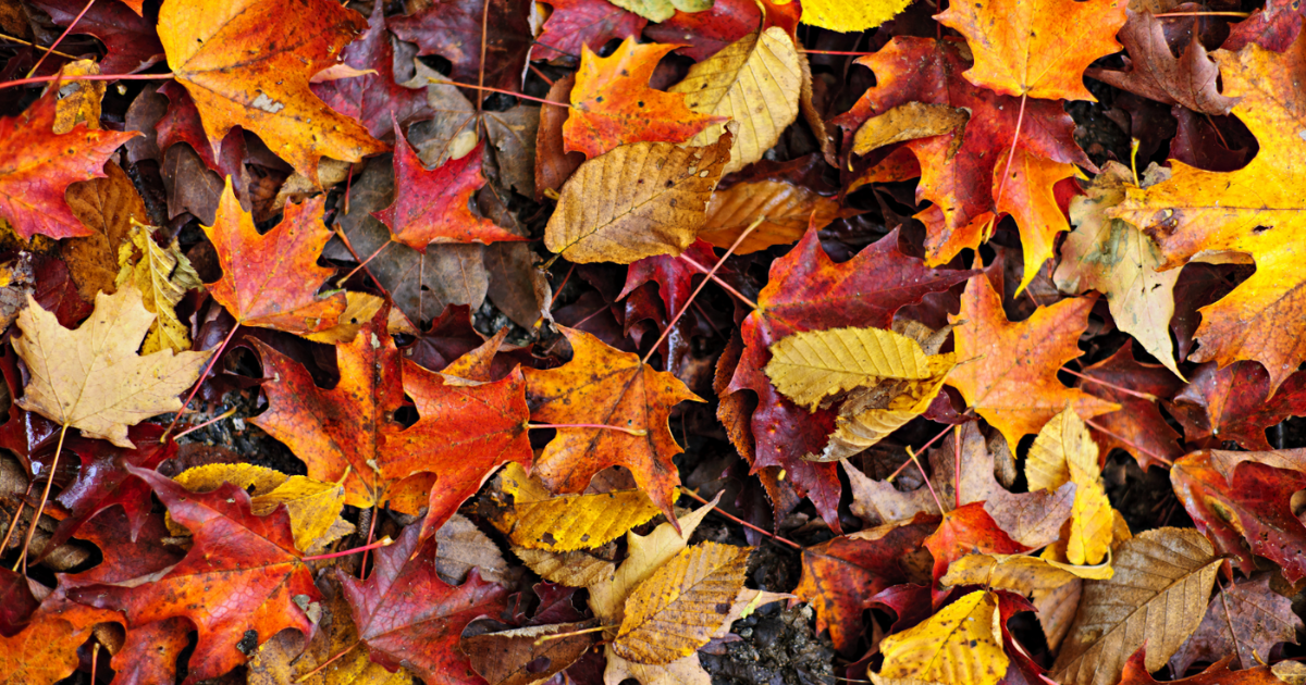 Red, orange and yellow fallen maple leaves