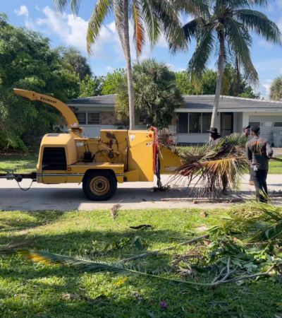 Tree Trimming Service | Sunlight Landscape