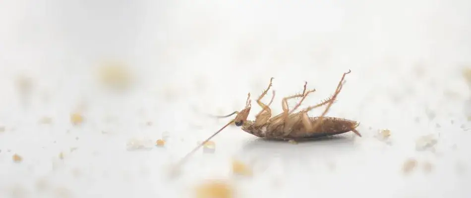 content cockroach beside crumbs 1920w