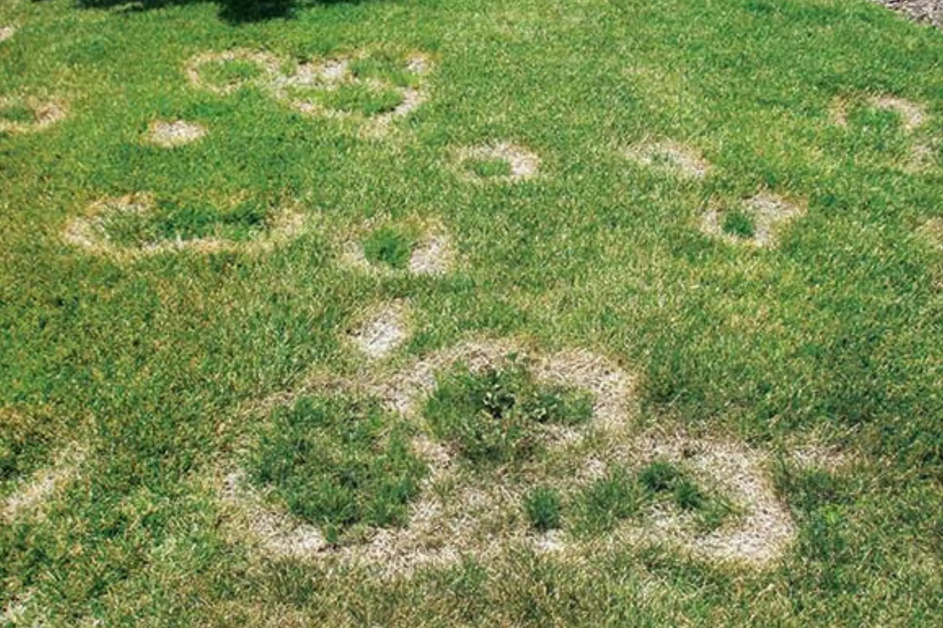 Brown patches in a Lincoln, Nebraska lawn showing summer disease and stress symptoms