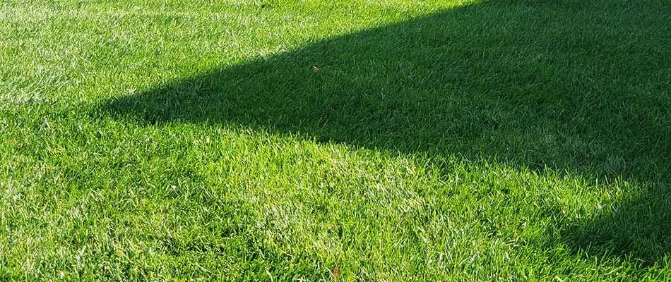Thick, weed-free green lawn at a Lincoln, Nebraska area home