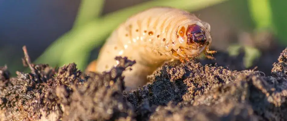 content grub crawling from soil 1920w