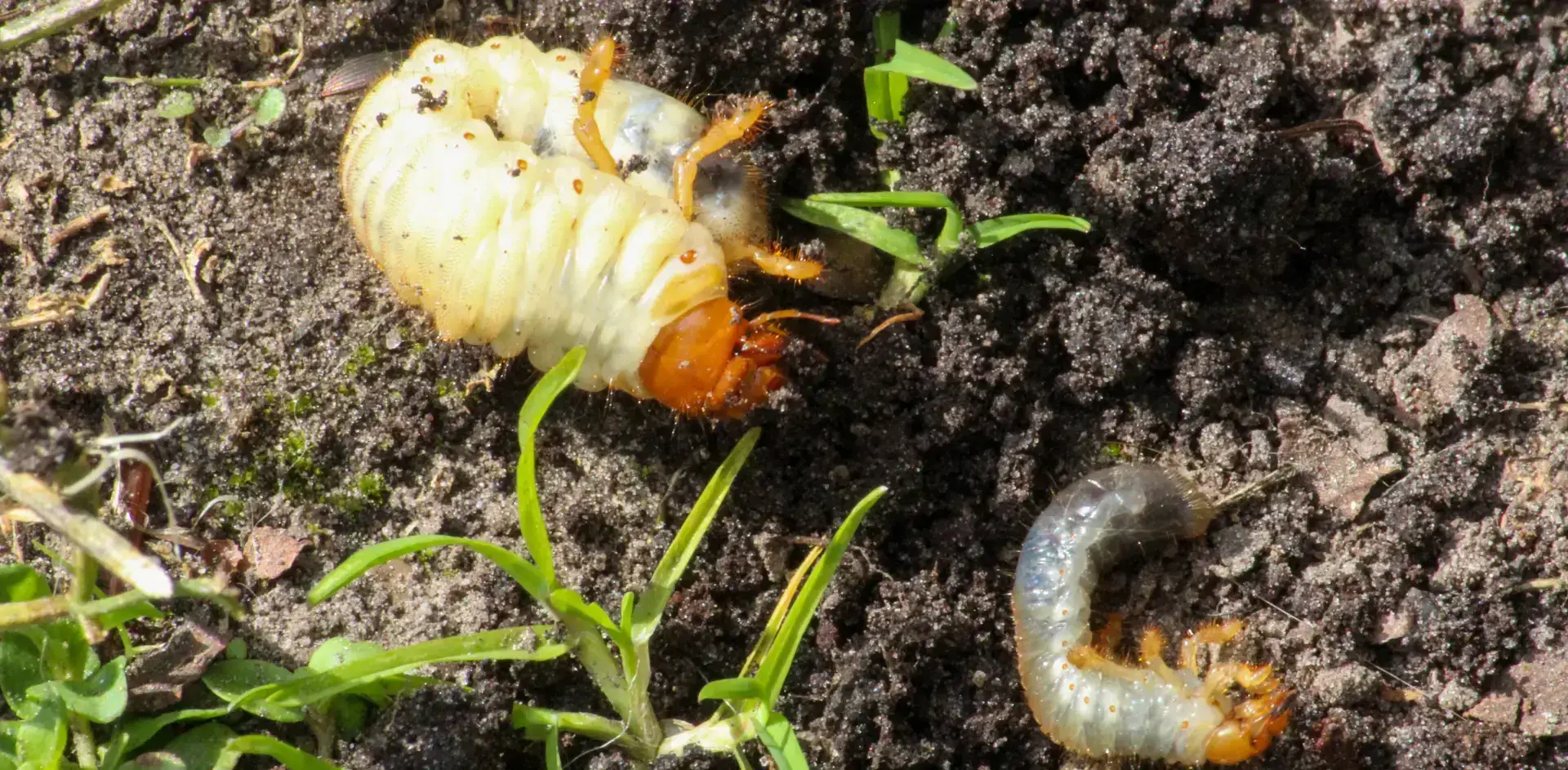 White C-shaped grubs in Nebraska lawn soil, showing the larvae responsible for late-summer grub damage