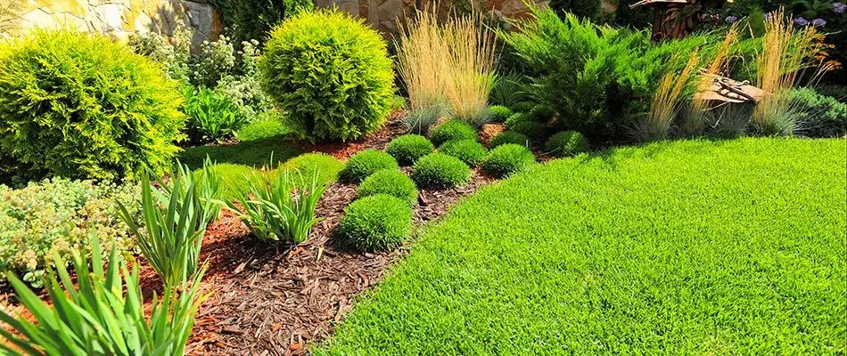 Healthy spring landscape bed with shrubs and plants in Lincoln, Nebraska