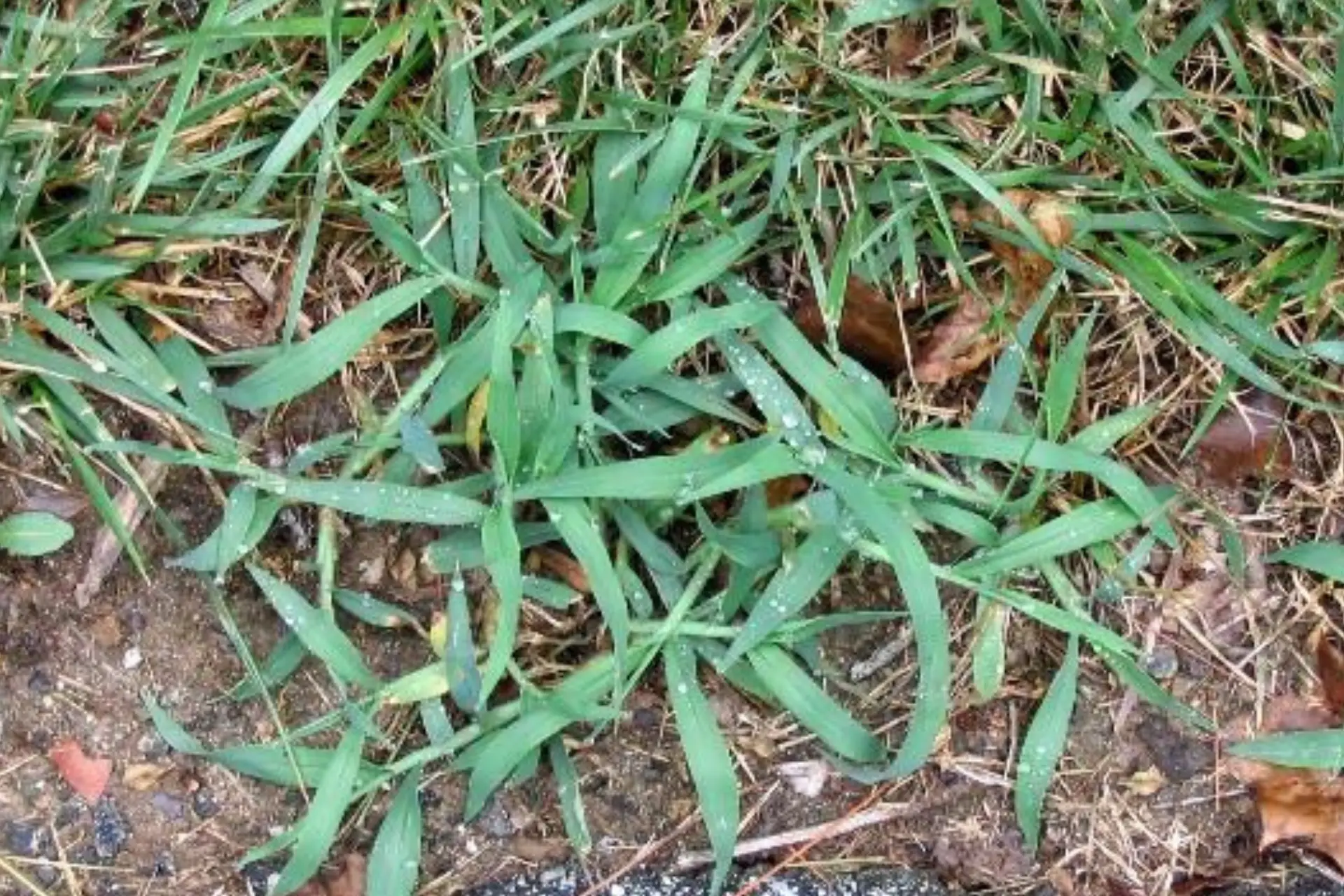 Healthy Lincoln NE lawn and landscape beds representing the kind of weed-free turf Yard Boss applicators help homeowners maintain across Lancaster County with targeted post-emergent treatments