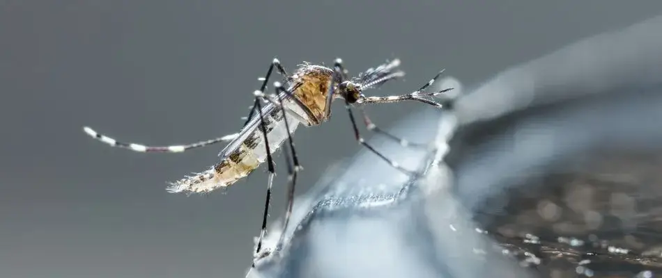 content mosquito on birdbath 1920w 1