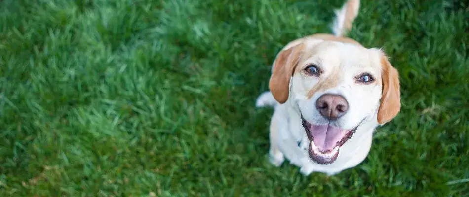 content happy dog in safely treated lawn 1920w