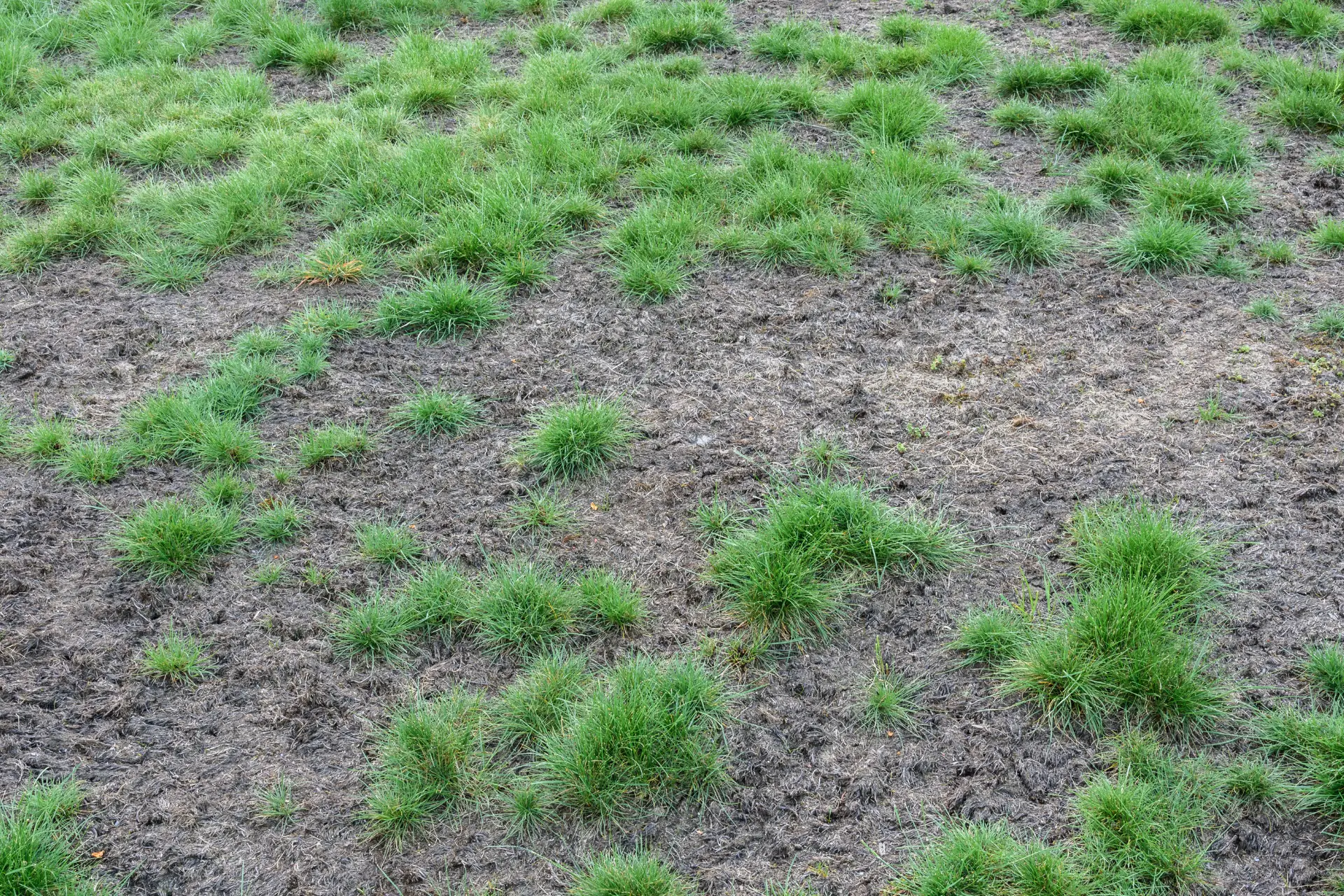 Thinning, damaged cool-season lawn at a Lincoln, Nebraska area home