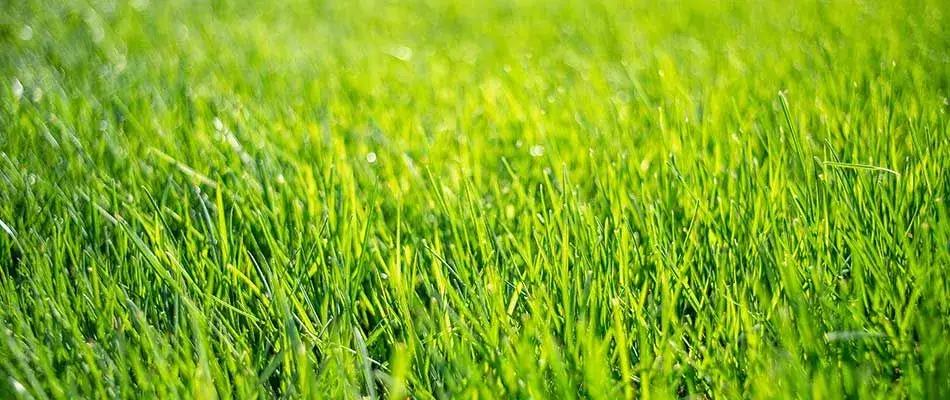 A thick, lush green lawn in the Lincoln, Nebraska area maintained by Yard Boss