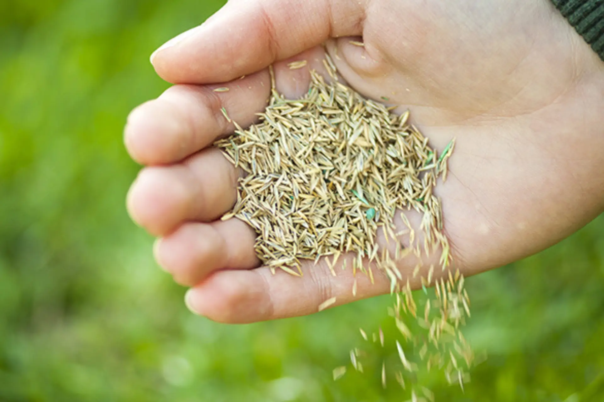 Overseeding a Lincoln-area lawn by Yard Boss