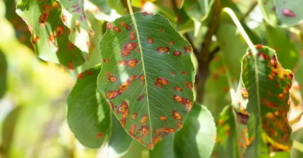 Plant foliage damage in a Lincoln NE yard, the kind of landscape problem Yard Boss helps Lancaster County homeowners manage