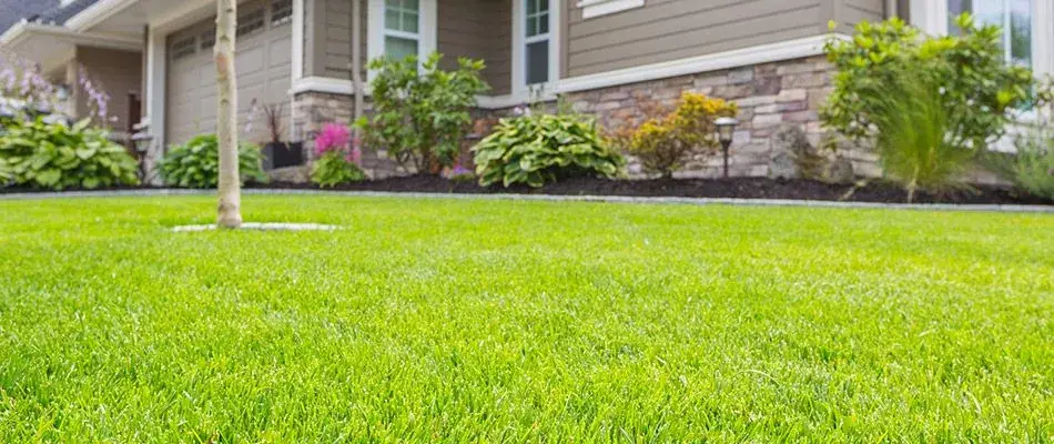 Tall, healthy cool-season Lincoln NE lawn mowed at the proper summer height that Yard Boss recommends for Lancaster County homeowners