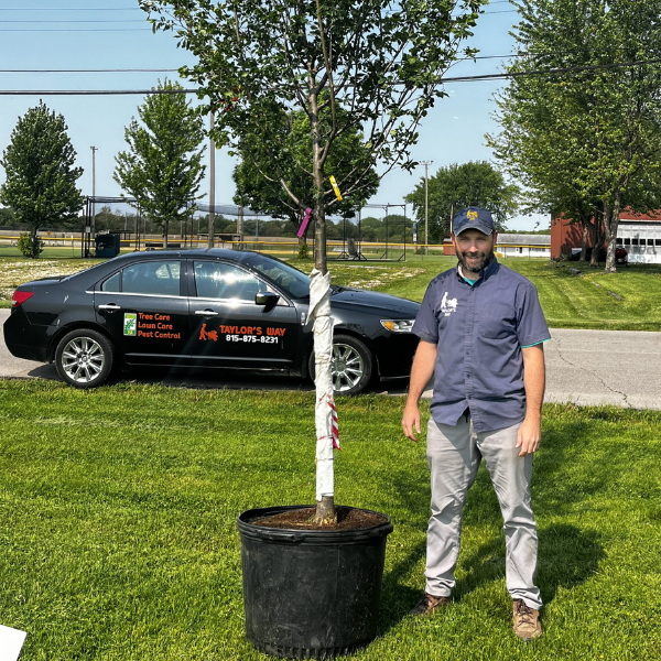 Taylor's Way planting