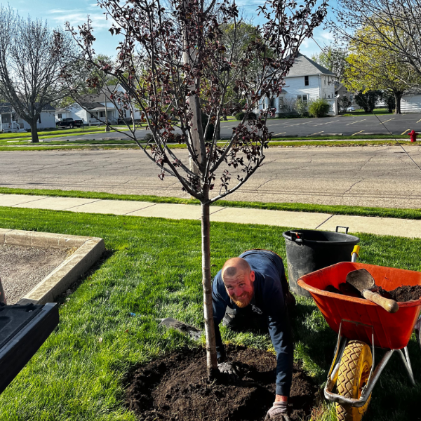Taylor's Way planting