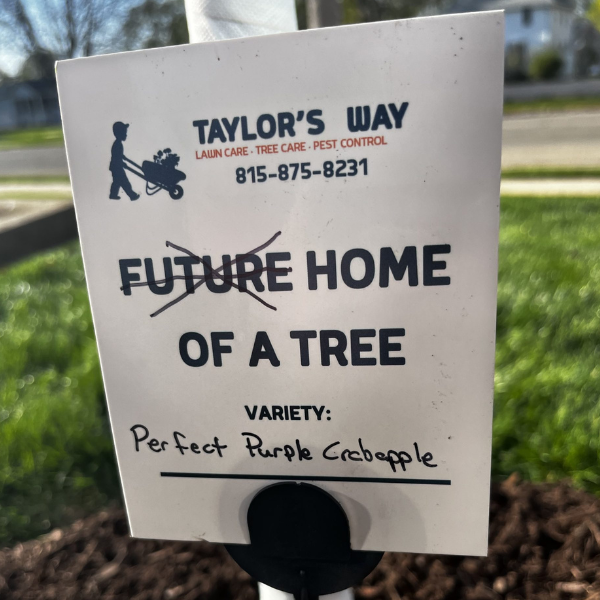 Taylor's Way planting