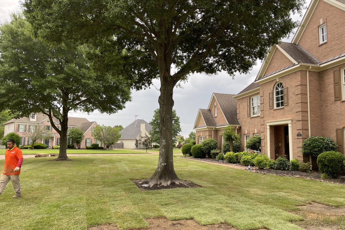 A Roper Lawn Care crew laying fresh sod at a brick home in the Memphis area