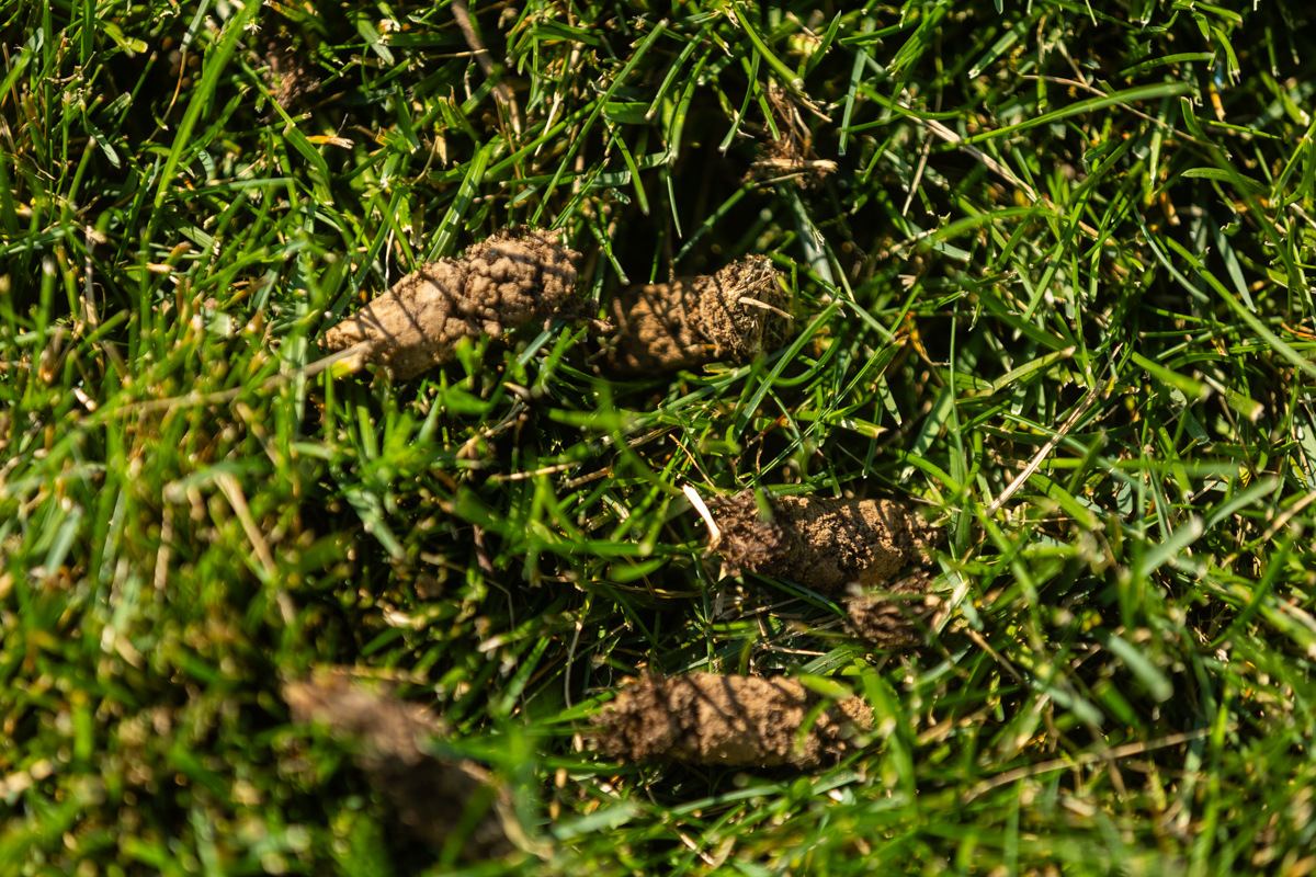 Close-up of soil plugs lying on green grass after core aeration