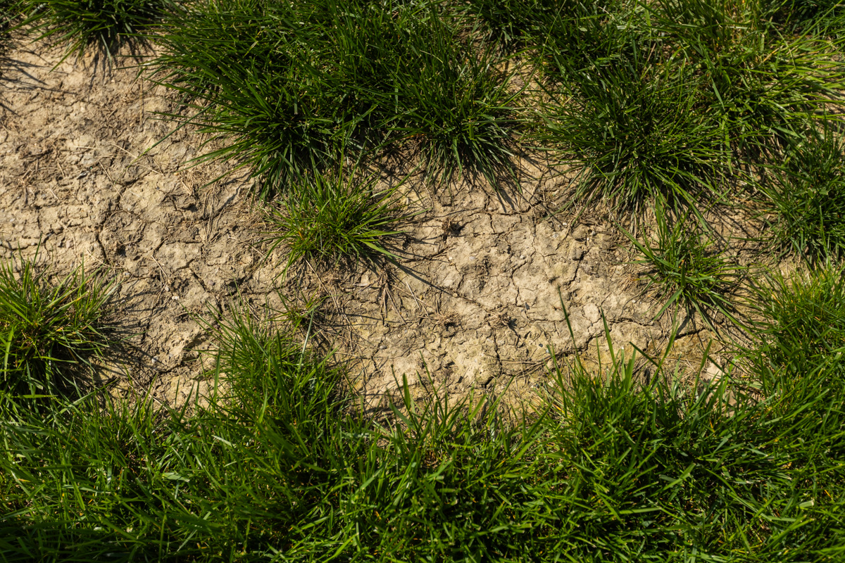 Bare patch of dry, cracked soil between tufts of grass