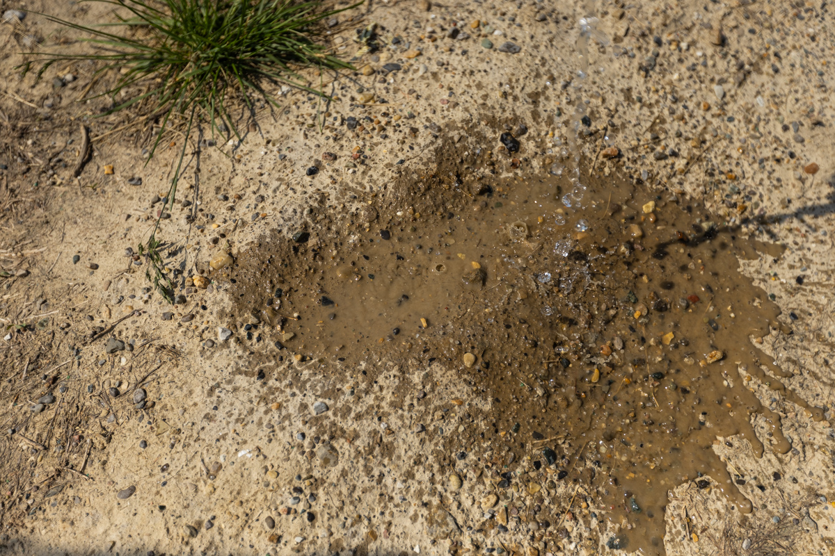 Water pooling on a bare patch of compacted soil