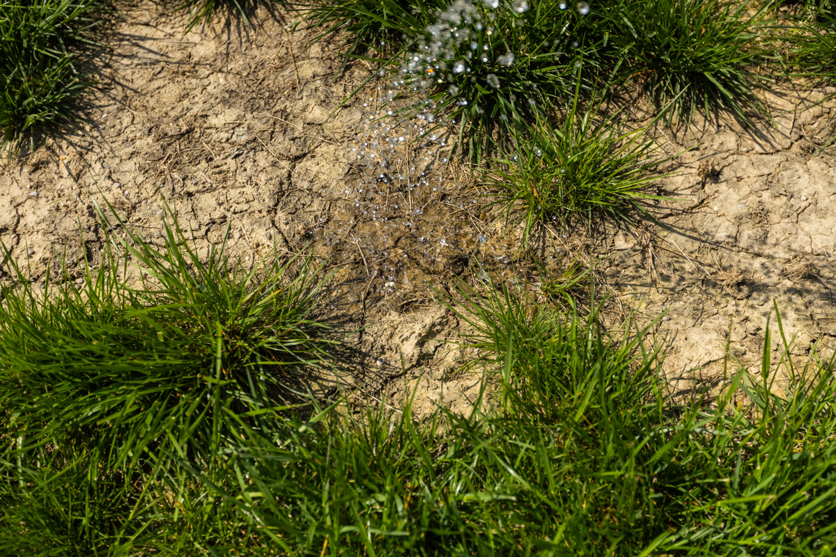 Sprinkler water falling on a bare patch of soil between grass clumps