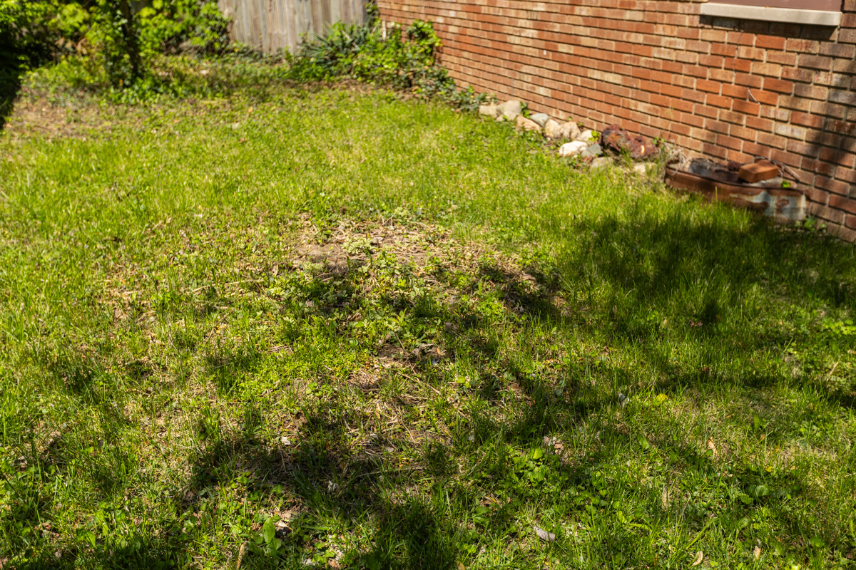 Thin, patchy lawn beside a brick house