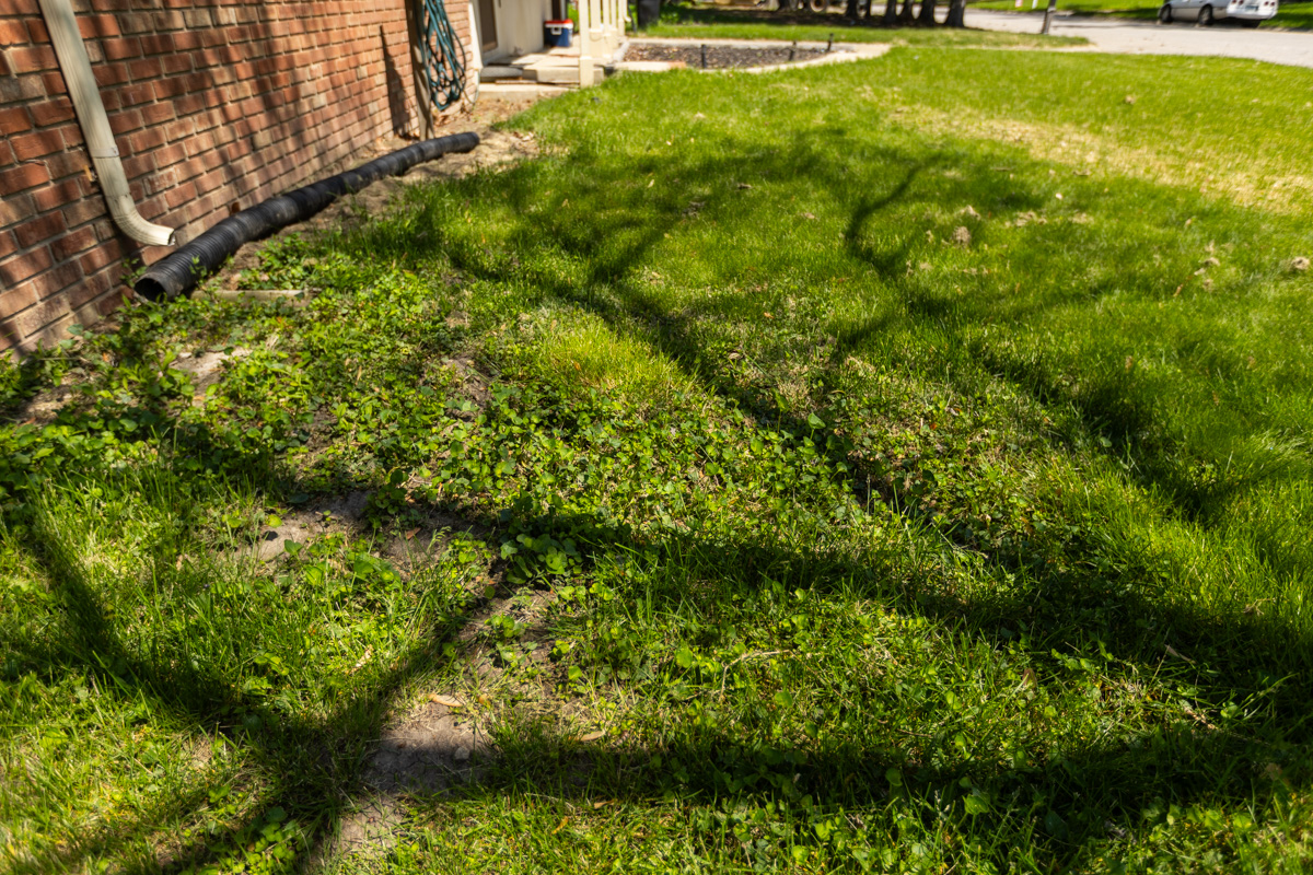 Patchy, weedy lawn in the shade of a tree beside a brick home