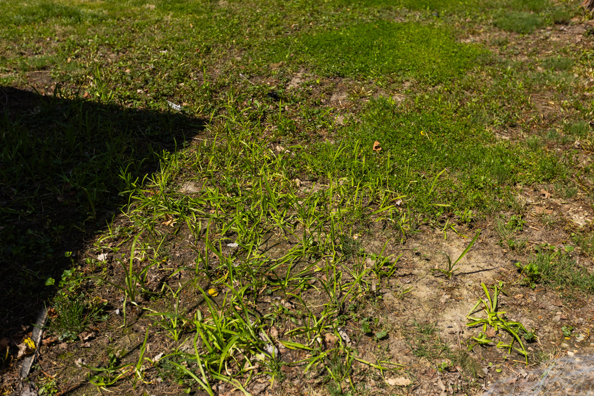 Thin lawn with bare soil showing between weeds