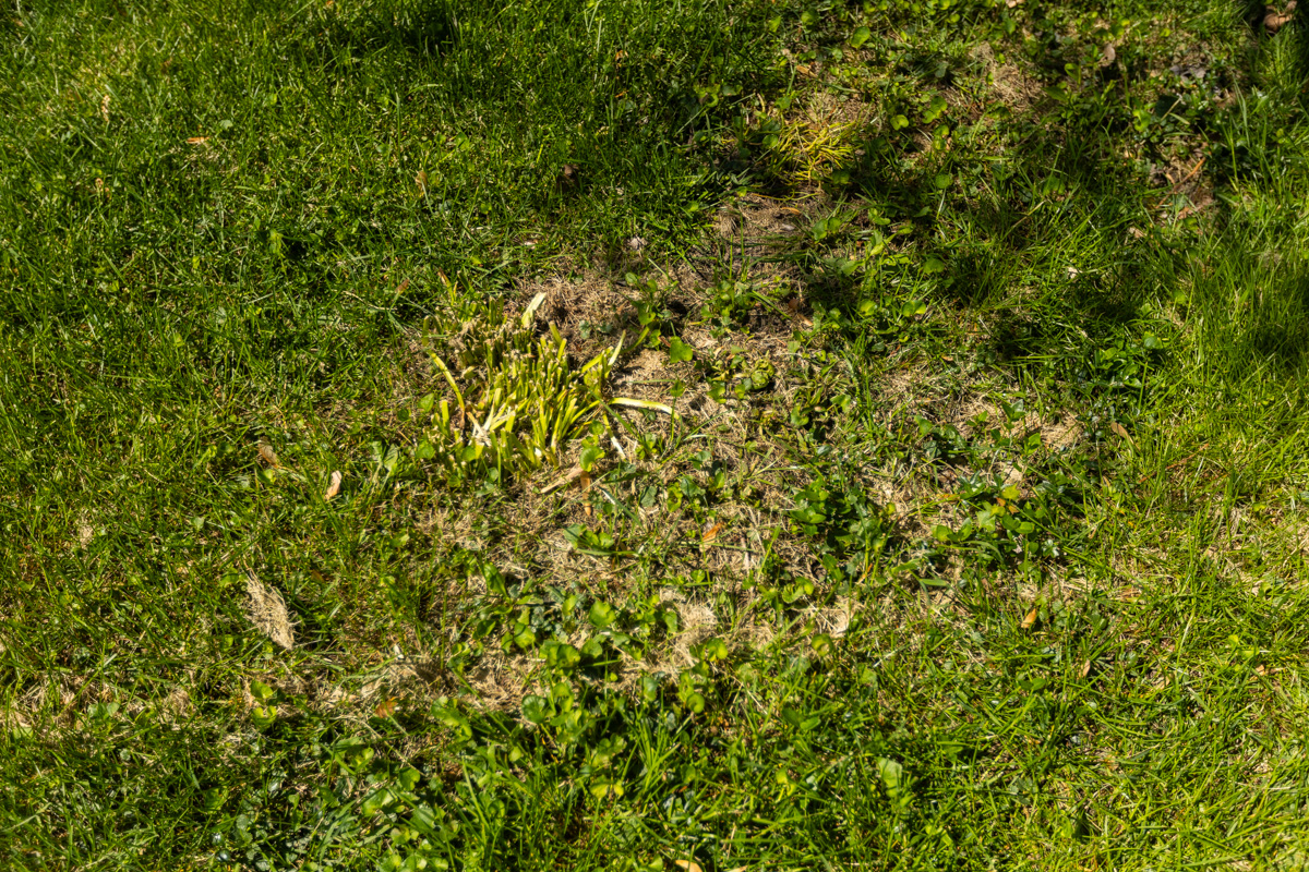 Lawn overtaken by weeds and coarse grass