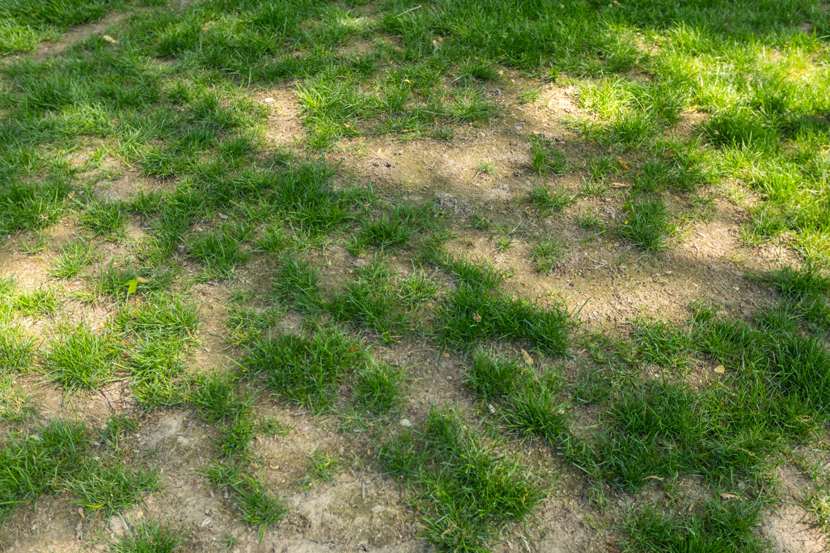 Patchy grass with bare dirt spots showing through