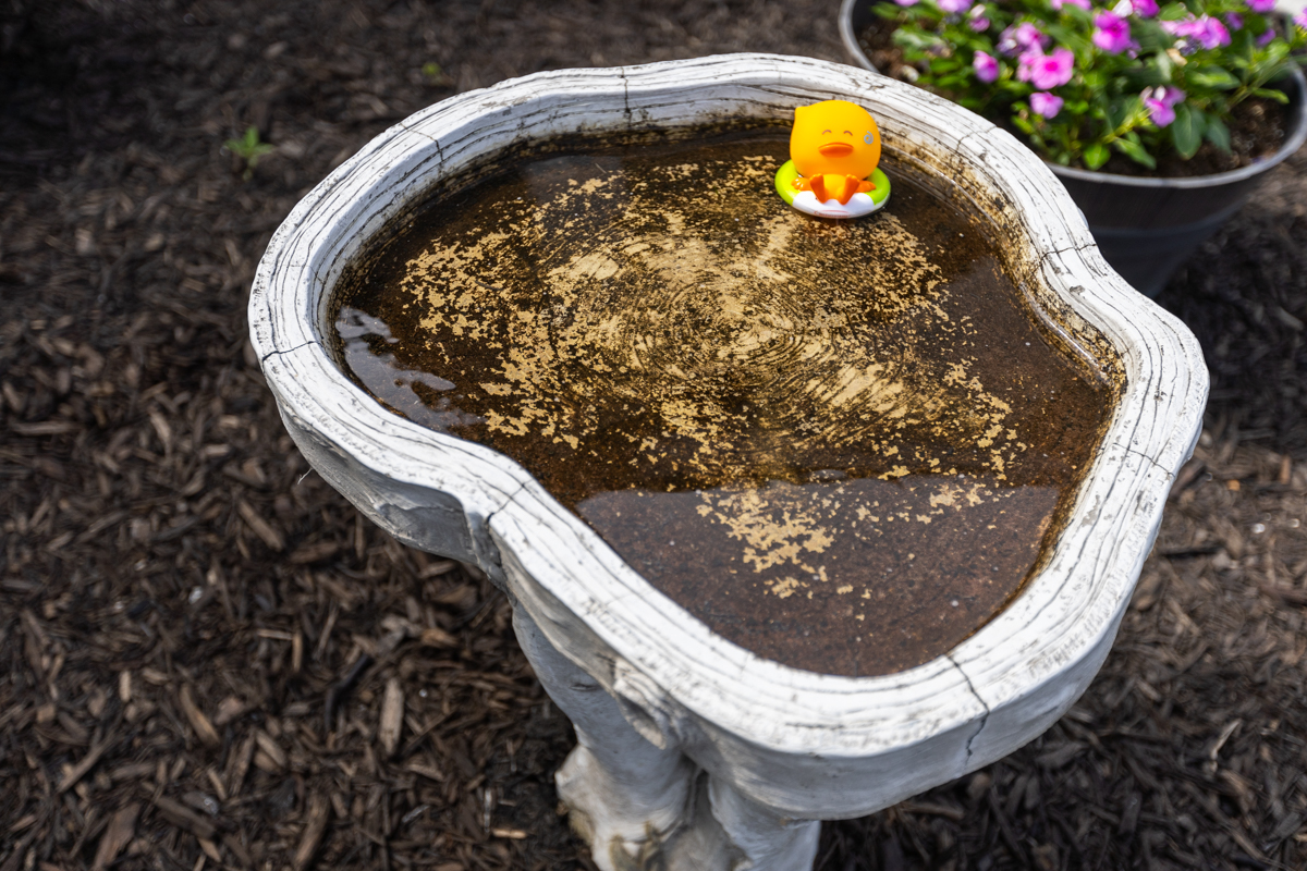 Close-up of stagnant water and debris in a birdbath