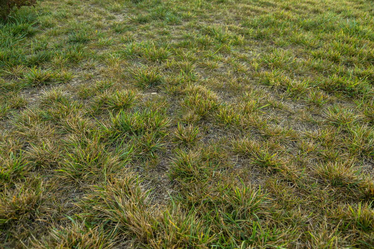Close-up of a thin, patchy lawn with clumps of brown grass