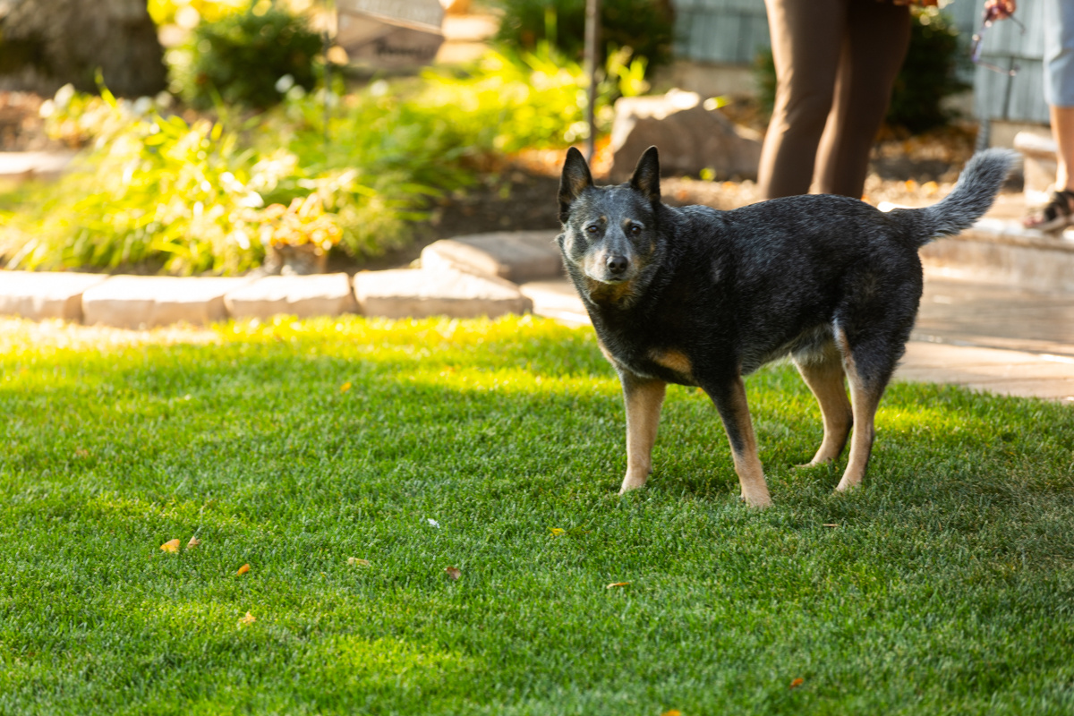 Gray cattle dog standing on a green front lawn beside a landscaped bed