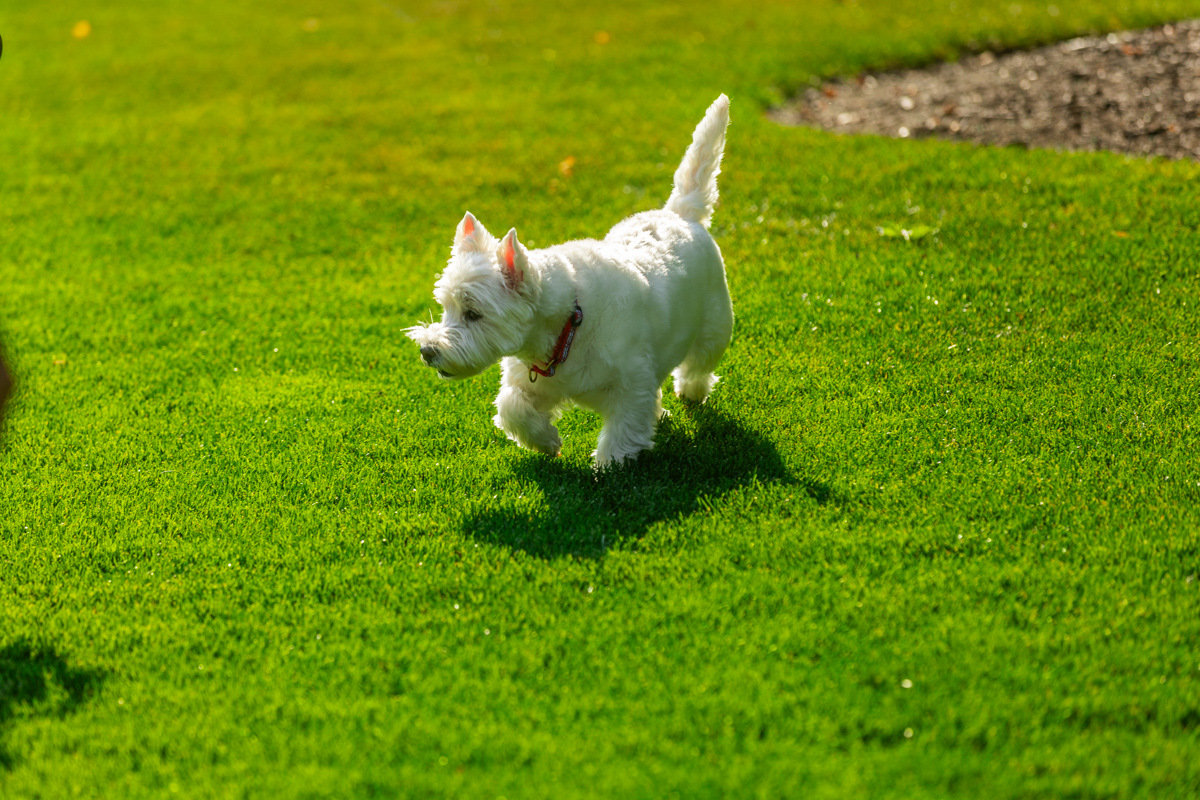White terrier trotting across a thick green lawn