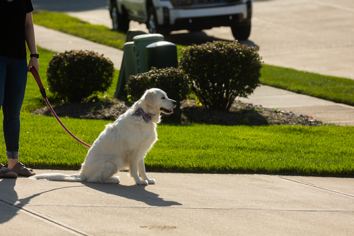 White golden retriever on a leash, sitting on a sidewalk beside a front lawn