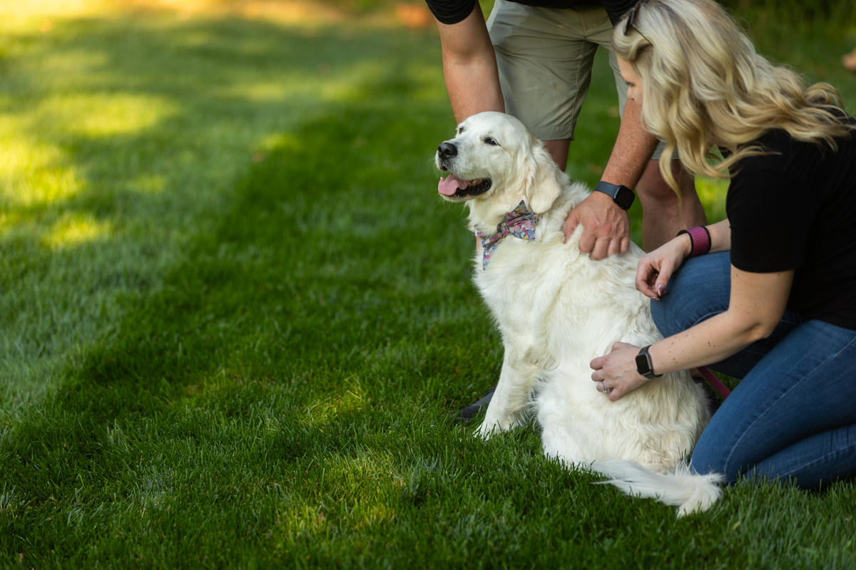 Couple kneeling to pet their white golden retriever on a striped lawn