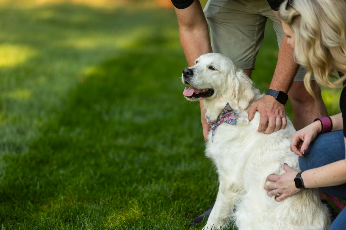 White golden retriever with its owners on a freshly mowed lawn