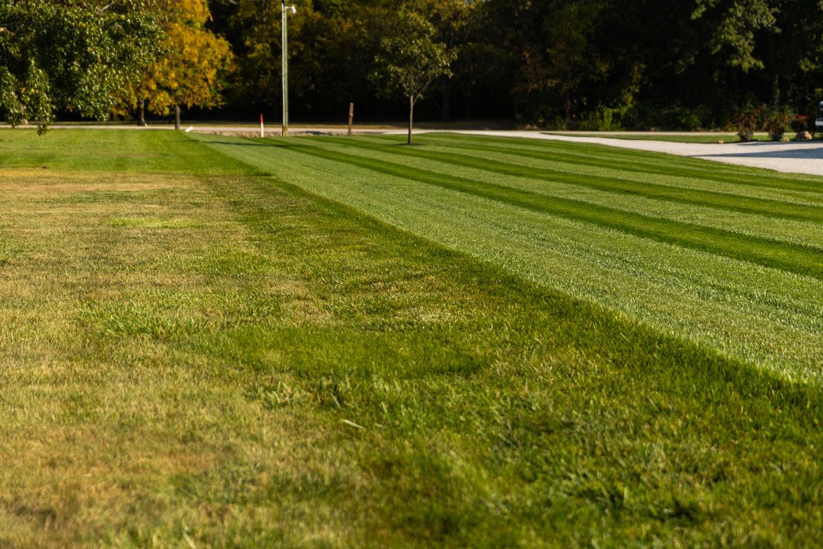 Striped lawn where a thin, pale section on the left meets thick, dark green stripes