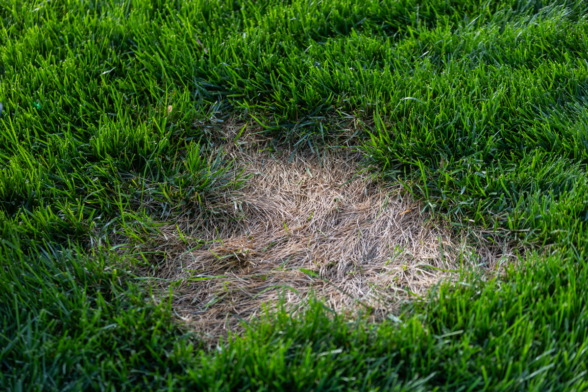 Dead, straw-colored patch in the middle of a green lawn