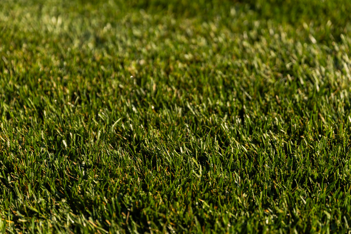 Close-up of dense, dark green grass blades