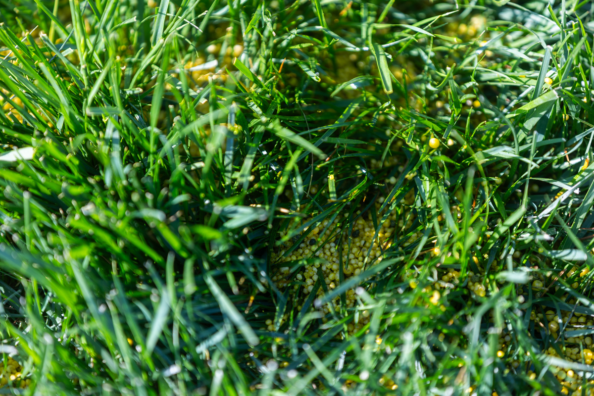 Close-up of yellow fertilizer granules settled in thick grass
