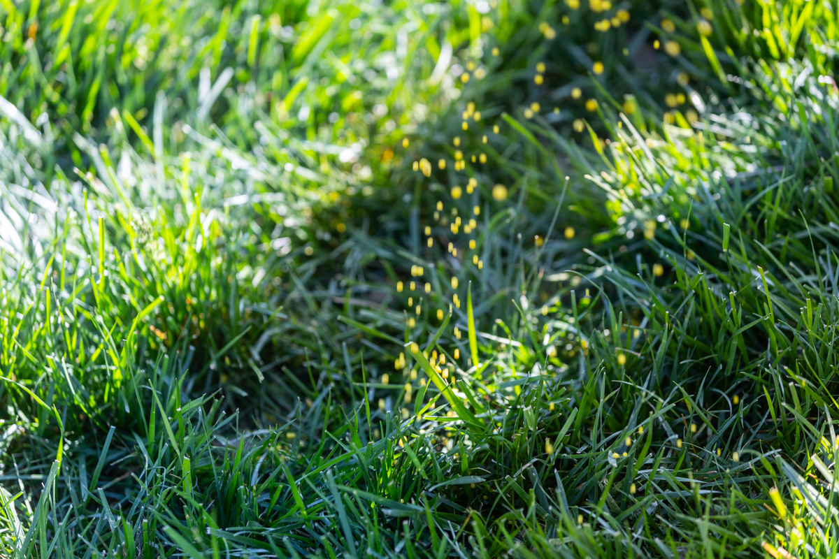 Fertilizer granules falling onto thick grass, close-up