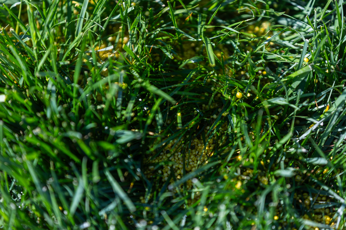 Granular fertilizer resting among dense grass blades